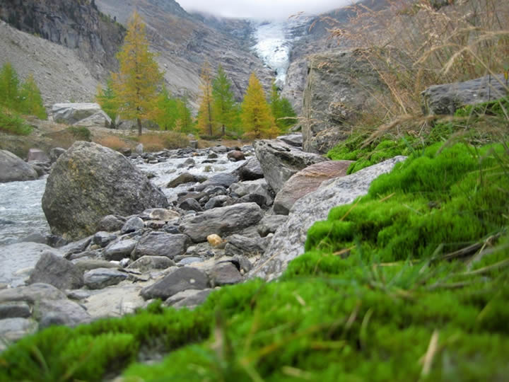 A rocky riverbed with grass and treesDescription automatically generated